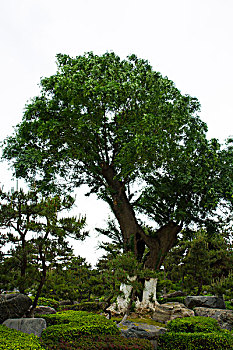 thần tài lô đề