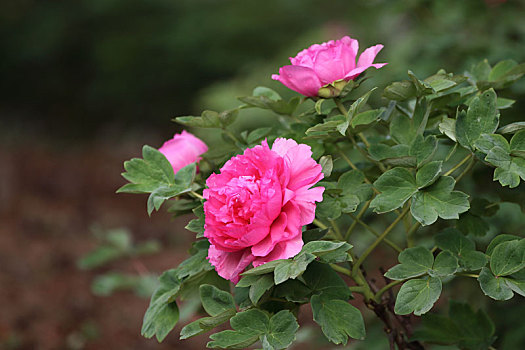 cách đánh đề dàn