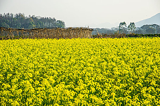 lo khung rong bach kim