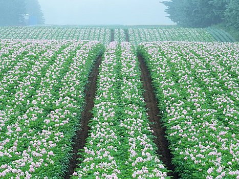 trang đánh lô đề online uy tín
