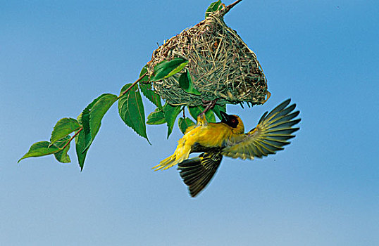 cầu lô
