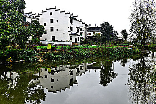 cách lai tạo gà đá