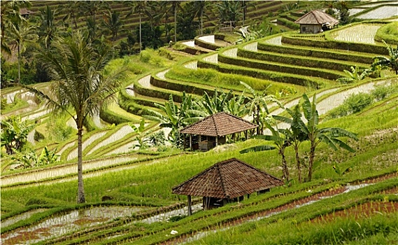 rong bach kim 88 99