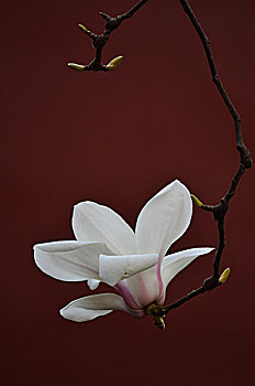 các dàn đề