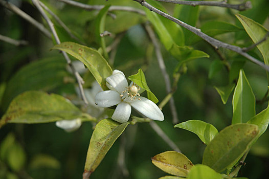 số cà mau