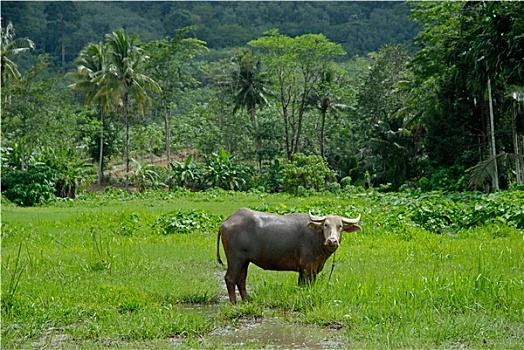 dàn lô 3 con