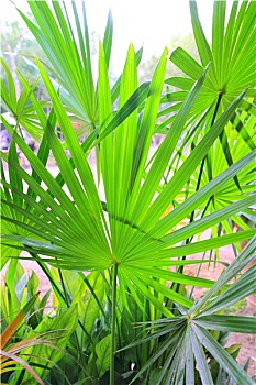 3 càng lô