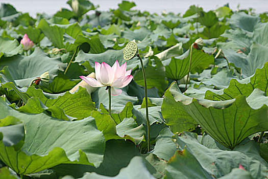 soi cầu miền bắc miễn phí