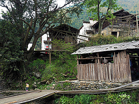 soi cau vang