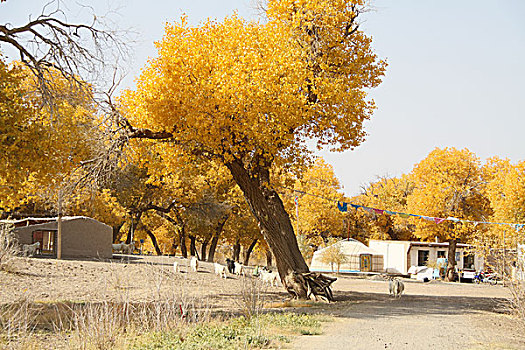 xs vĩnh long