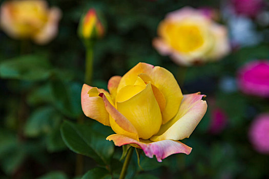 cách đánh lô trượt
