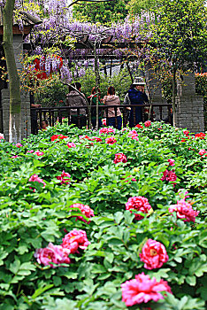 soi cau xsmb rong bach kim