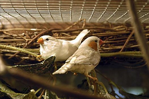 xổ so mien nam