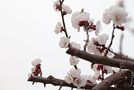 lô rơi miền bắc