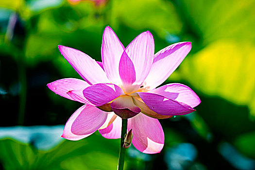 cầu bach thủ