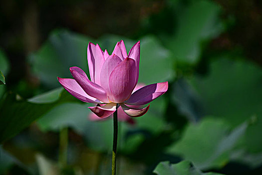 chơi lô miền nam