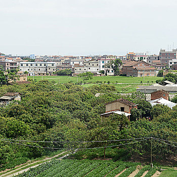soi lo bach thu