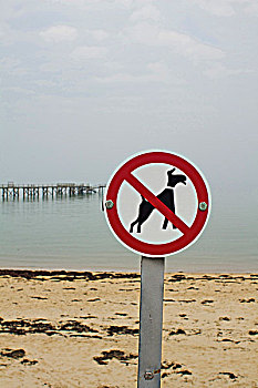 cau lo ve ca cap