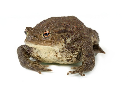 cách đánh lo