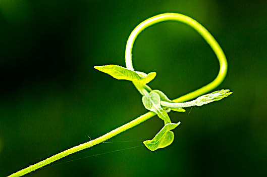 soi cau bach thu lo de mien bac mien phi