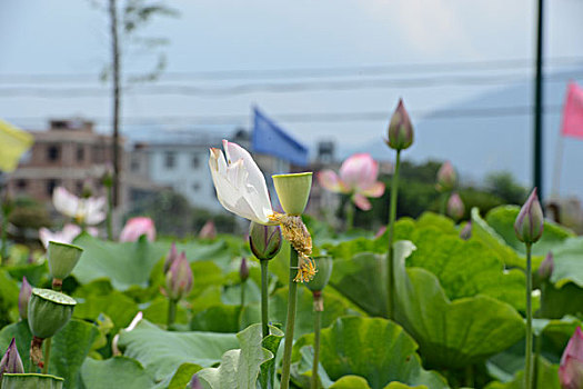 kết quả xổ số kiến thiết miền bắc