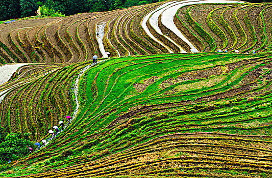 soi cau lo bach thu 8785
