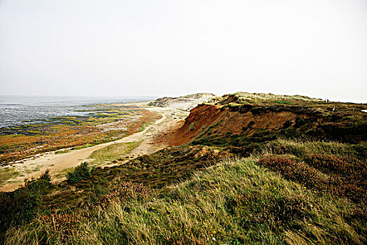 soi cau scv