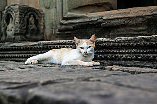 tỷ lệ kèo bóng đá châu âu