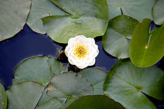 tylebongda tructuyen