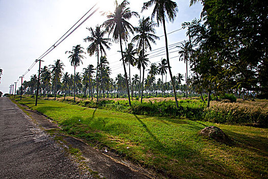 soi cầu minh ngọc