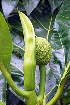 các dàn đề đặc biệt