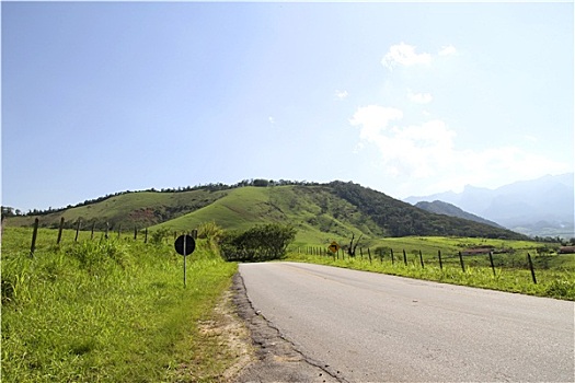rong bach