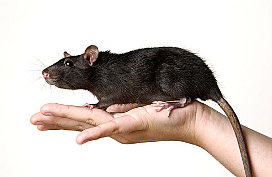 dự đoán lô miền bắc