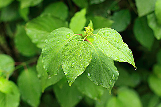 soi cau sieu chuan 6886