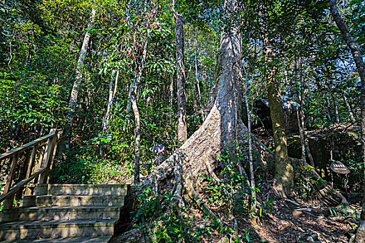 soi cau xo so da nang